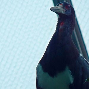 Oct. 2014 - Mahler Family Aviary - Abdim's Stork