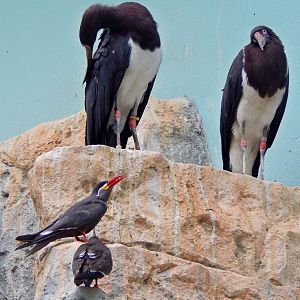 Oct. 2014 - Mahler Family Aviary - Abdim's Storks + Incan Terns