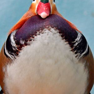 Oct. 2014 - Mahler Family Aviary - Mandarin Duck