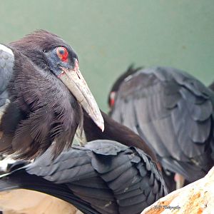 Oct. 2014 - Mahler Family Aviary - Abdim's Stork