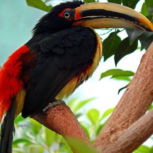 Oct. 2014 - Mahler Family Aviary - Pale-mandibled Aracari