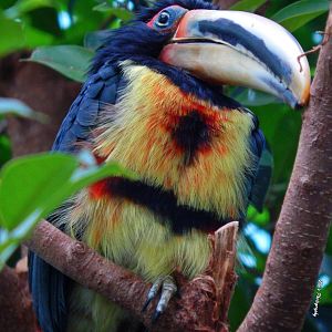 Oct. 2014 - Mahler Family Aviary - Green Aracari