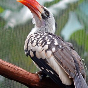 Oct. 2014 - Mahler Family Aviary - Red-billed Hornbill