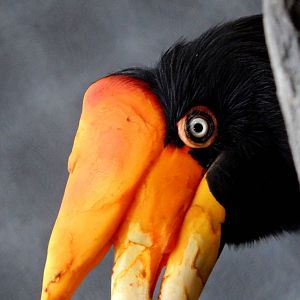 Oct. 2014 - Mahler Family Aviary - Rhinoceros Hornbill