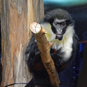 Oct. 2014 - Apes of Africa + Primates of the World - Diana Monkey