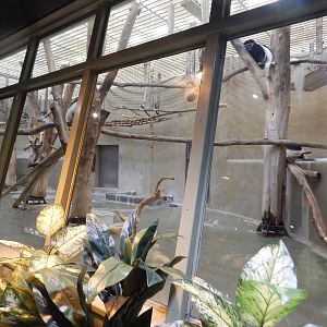 Oct. 2014 - Apes of Africa + Primates of the World - Colobus Monkey Exhibit