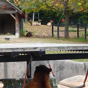 Oct. 2014 - North America - Grizzly Bear Watching the Elk