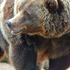 Oct. 2014 - North America - Grizzly Bear