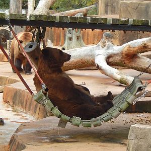 Oct. 2014 - North America - Grizzly Bear Lounge