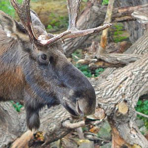 Oct. 2014 - North America - American Moose