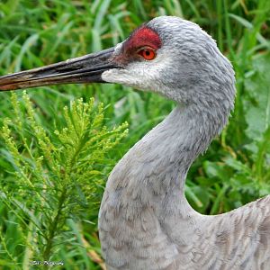 Oct. 2014 - North America - Sandhill Crane