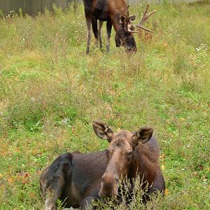 Oct. 2014 - North America - American Moose