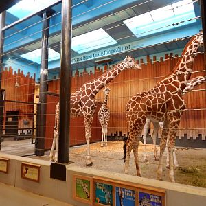 Oct. 2014 - Africa-Asia-South American - Indoor Giraffe Experience