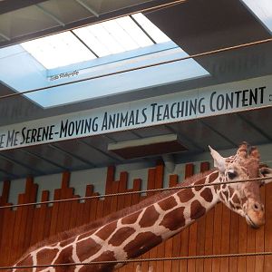 Oct. 2014 - Africa-Asia-South American - Giraffe Experience