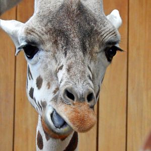 Oct. 2014 - Africa-Asia-South American - Rhana