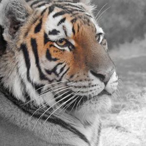 Oct. 2014 - Big Cat Country - Amur Tiger