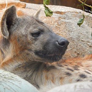 Oct. 2014 - Big Cat Country - Spotted Hyena