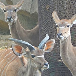 Oct. 2014 - Africa-Asia-South American - African Waterhole - Greater Kudu