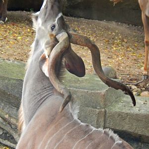 Oct. 2014 - Africa-Asia-South American - African Waterhole - Greater Kudu