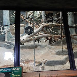 Oct. 2014 - Apes of Africa + Primates of the World - Bonobo Exhibit