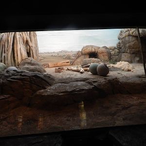 Oct. 2014 - Big Cat Country - Spotted Hyena/Lion Indoor Exhibit