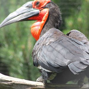 Southern groundhornbill