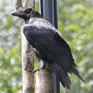 Common raven