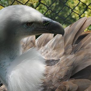 Griffon vulture