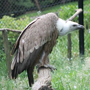 Griffon vulture