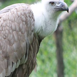 Griffon vulture
