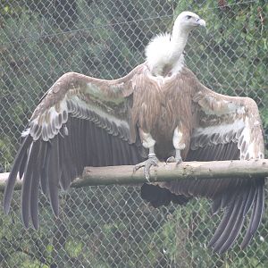 Griffon vulture