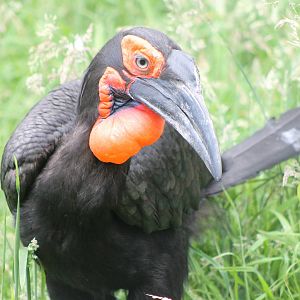 Southern groundhornbill