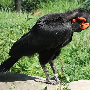 Southern groundhornbill