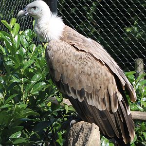 Griffon vulture