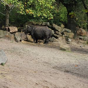 Enclosure Indian rhinos