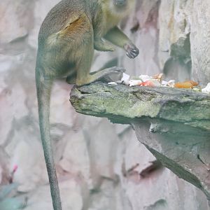 Gabon Talapoin (Miopithecus ogouensis)