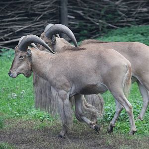 Lybian Barbary Sheeps (Ammotragus lervia fassini)