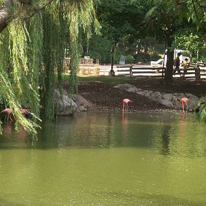 Caribbean Flamingos from Across the Pond