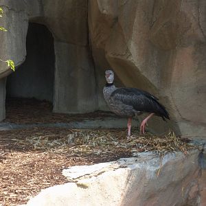 Crested Screamer