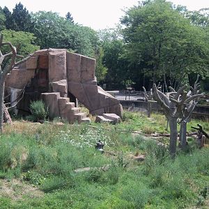 Japanese Macaque Island