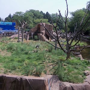 Japanese Macaque Island
