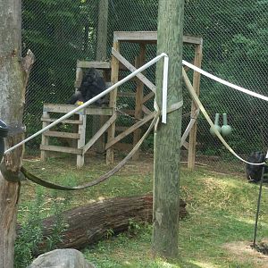 Outdoor Gorilla Exhibit