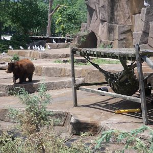 American Black Bear Exhibit