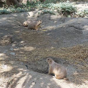 Black-tailed Prairie Dog Family