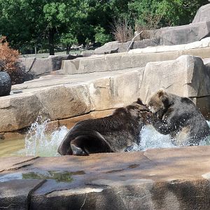 Alaskan Brown Bears at Play