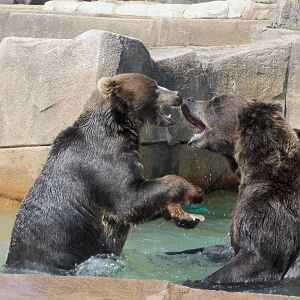 Alaskan Brown Bears at Play