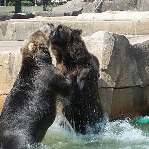 Alaskan Brown Bears at Play