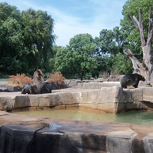 Alaskan Brown Bear Exhibit