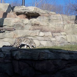 Snow Leopard and Exhibit