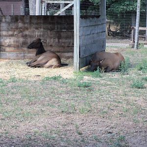 Elk Exhibit
